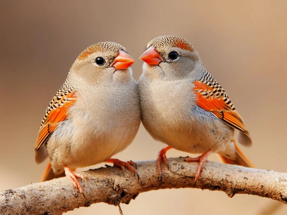 zebra finch